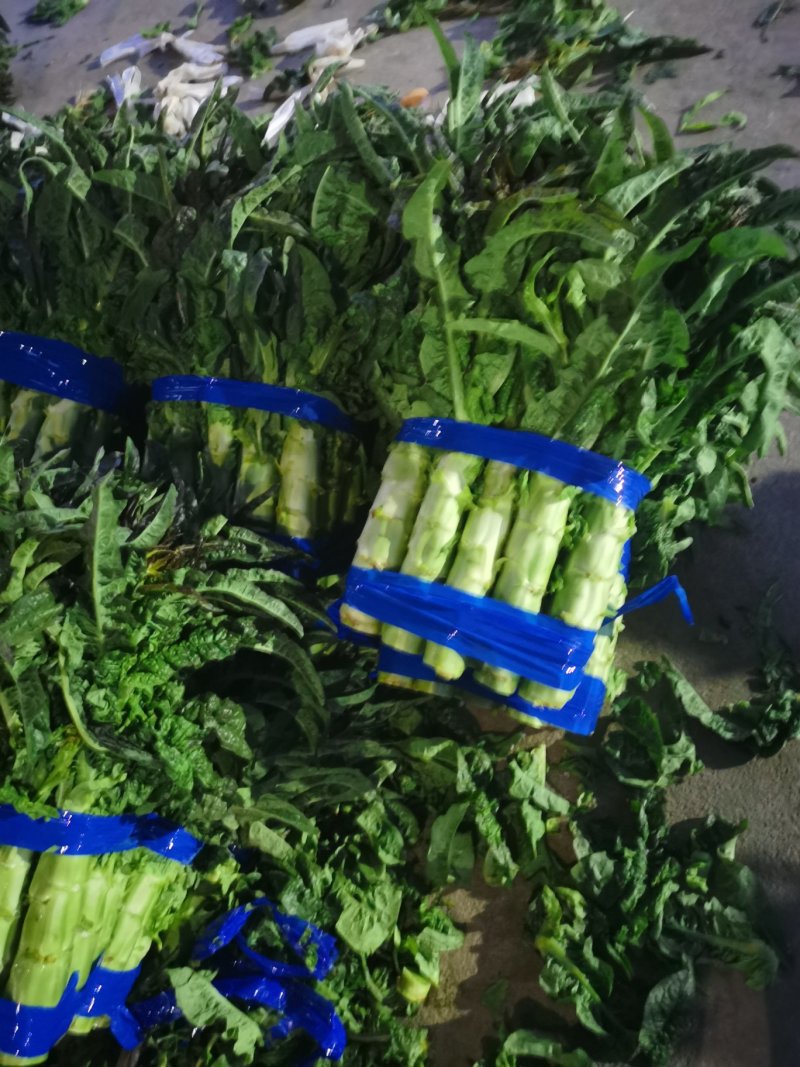 红尖叶香莴笋莴苣，三青窝笋一手货源、质量有保证全国物流