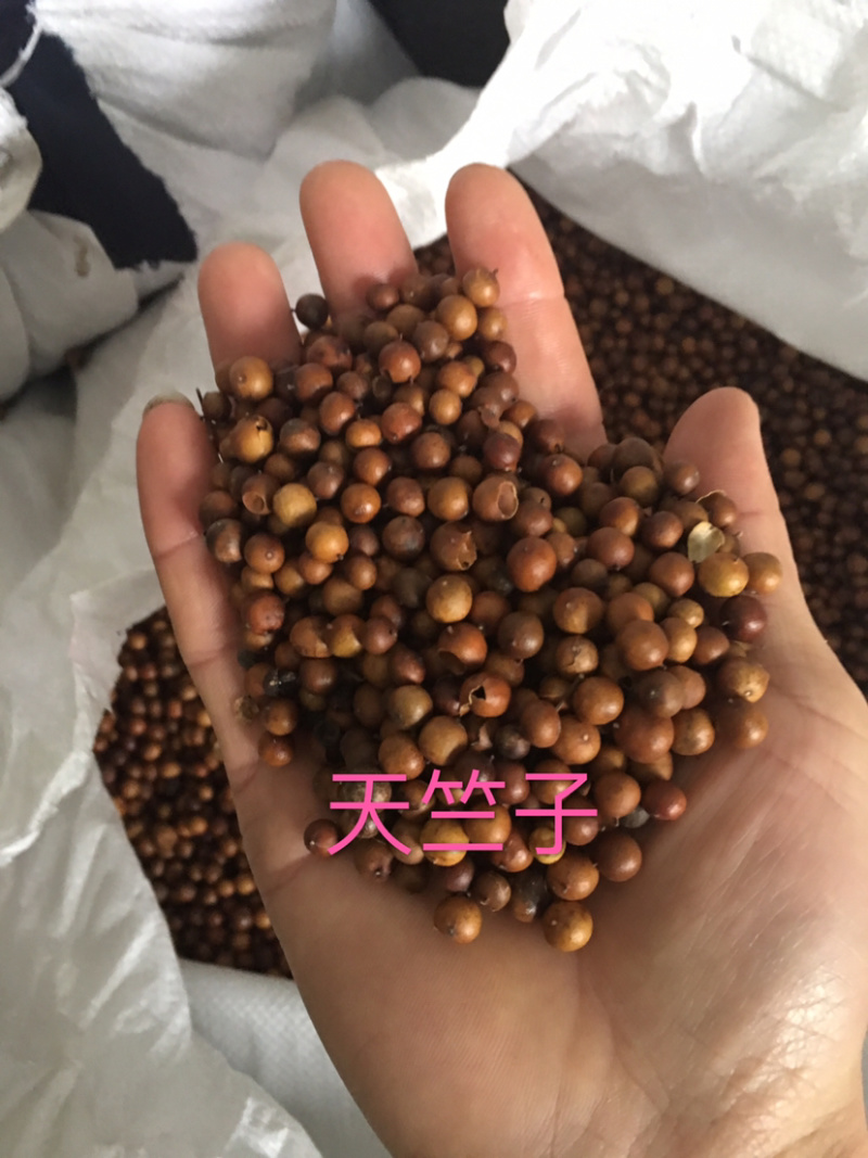 中药材：天竺子，纯野生药用
