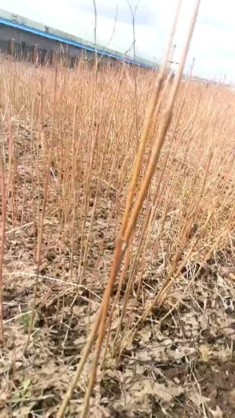 一年生黄柏苗基地直供量大从优一件代发
