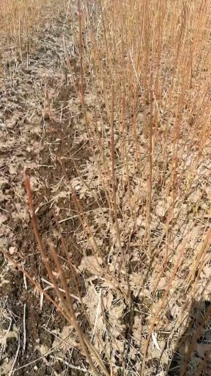 一年生黄柏苗基地直供量大从优一件代发