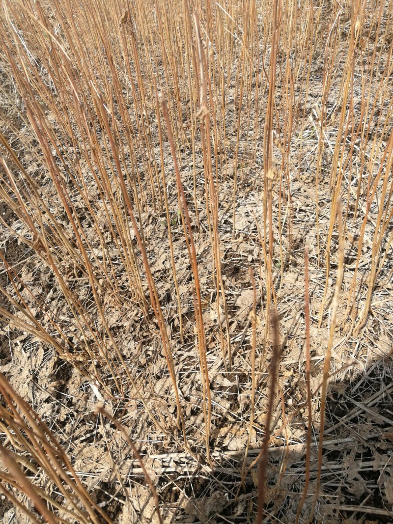 一年生黄柏苗基地直供量大从优一件代发