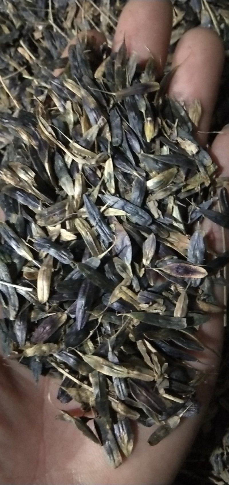 出售新产板蓝根籽，菘蓝籽，过筛货，小叶板蓝根籽