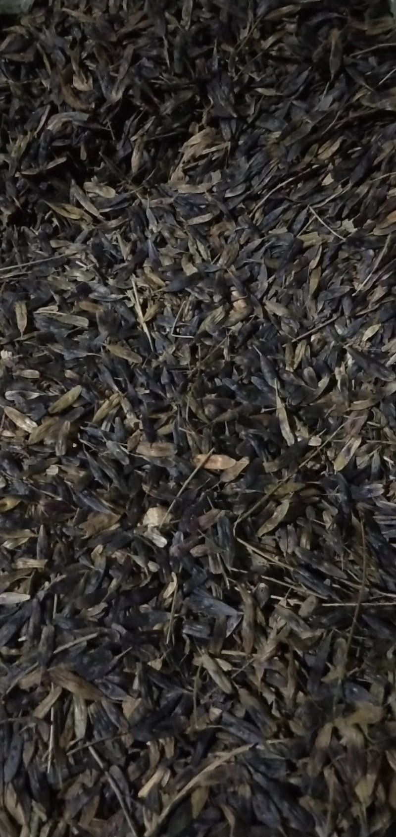 出售新产板蓝根籽，菘蓝籽，过筛货，小叶板蓝根籽