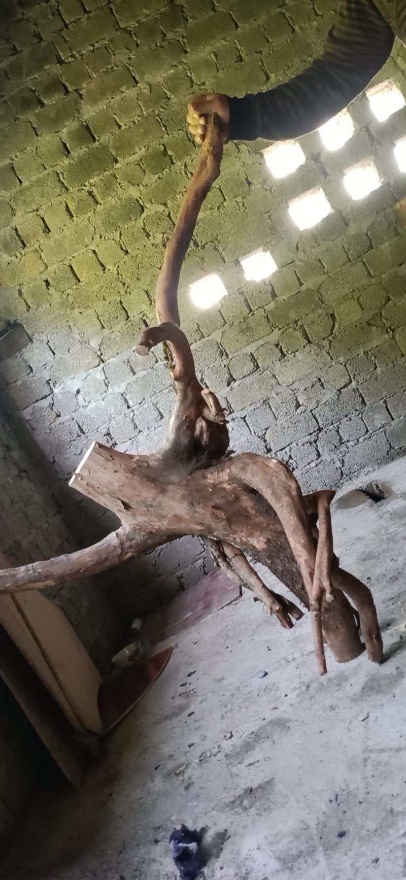 罗汉松统货