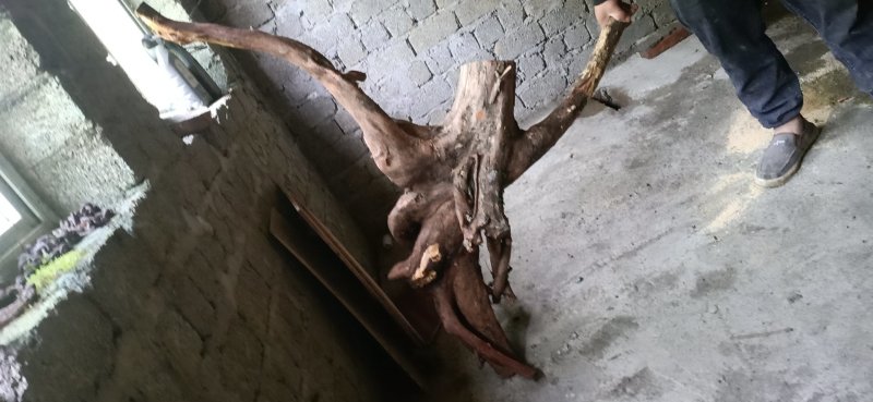 罗汉松统货