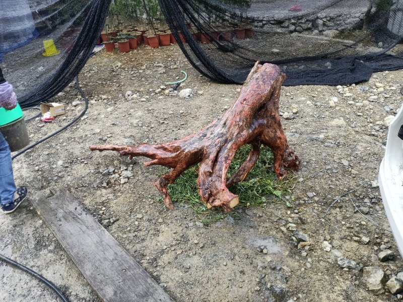 罗汉松统货
