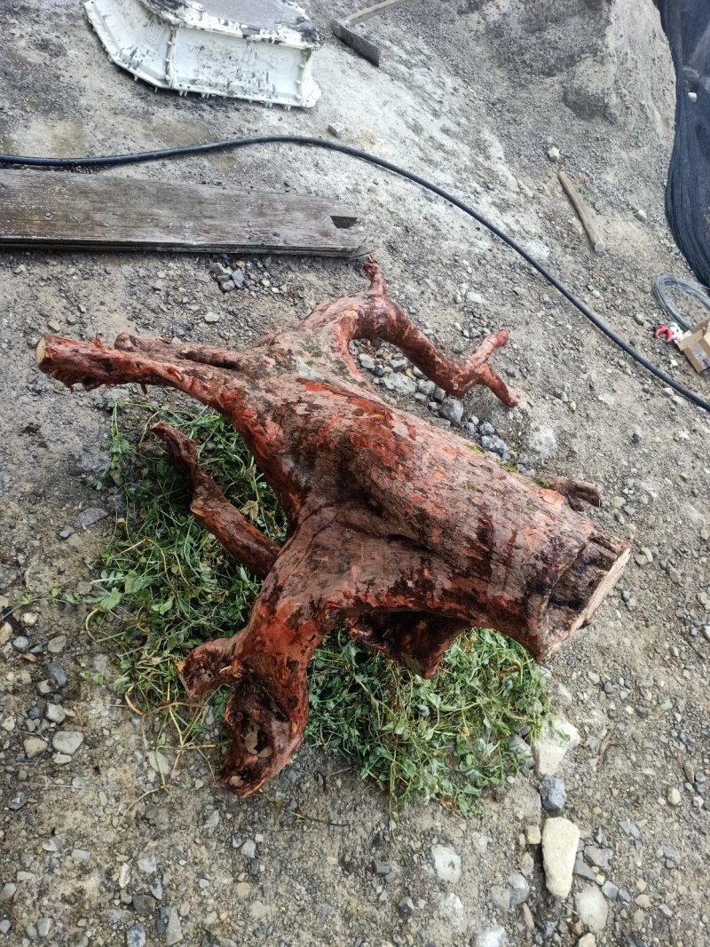 罗汉松统货