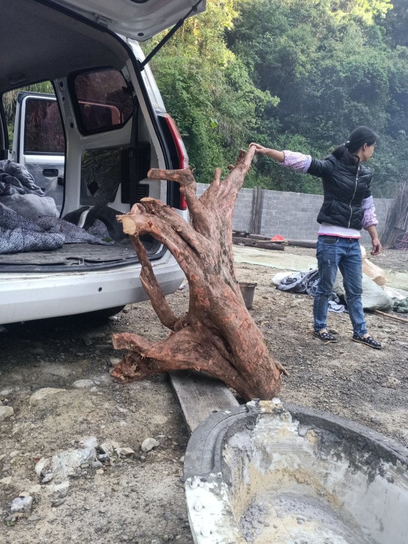 罗汉松统货