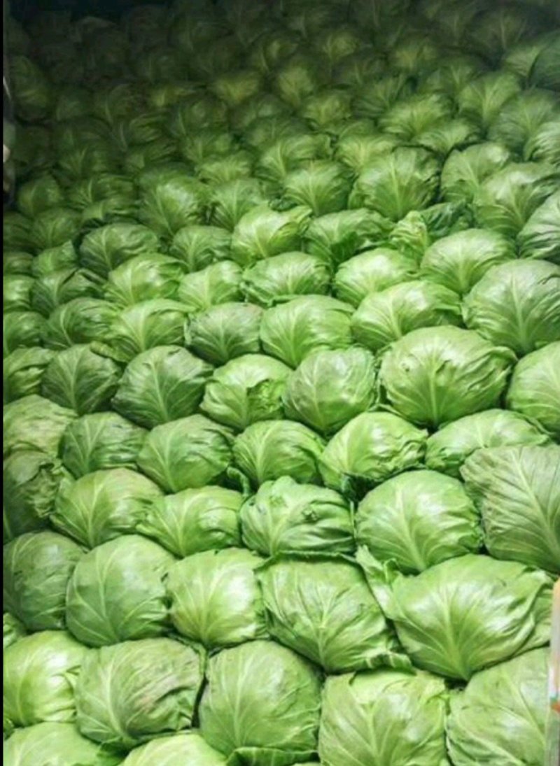 河南精品甘蓝开封甘蓝新货对接全国批发市场商超