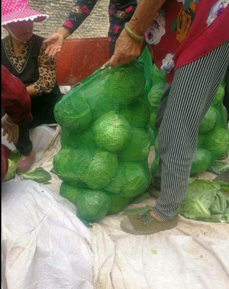 河南精品甘蓝开封甘蓝新货对接全国批发市场商超