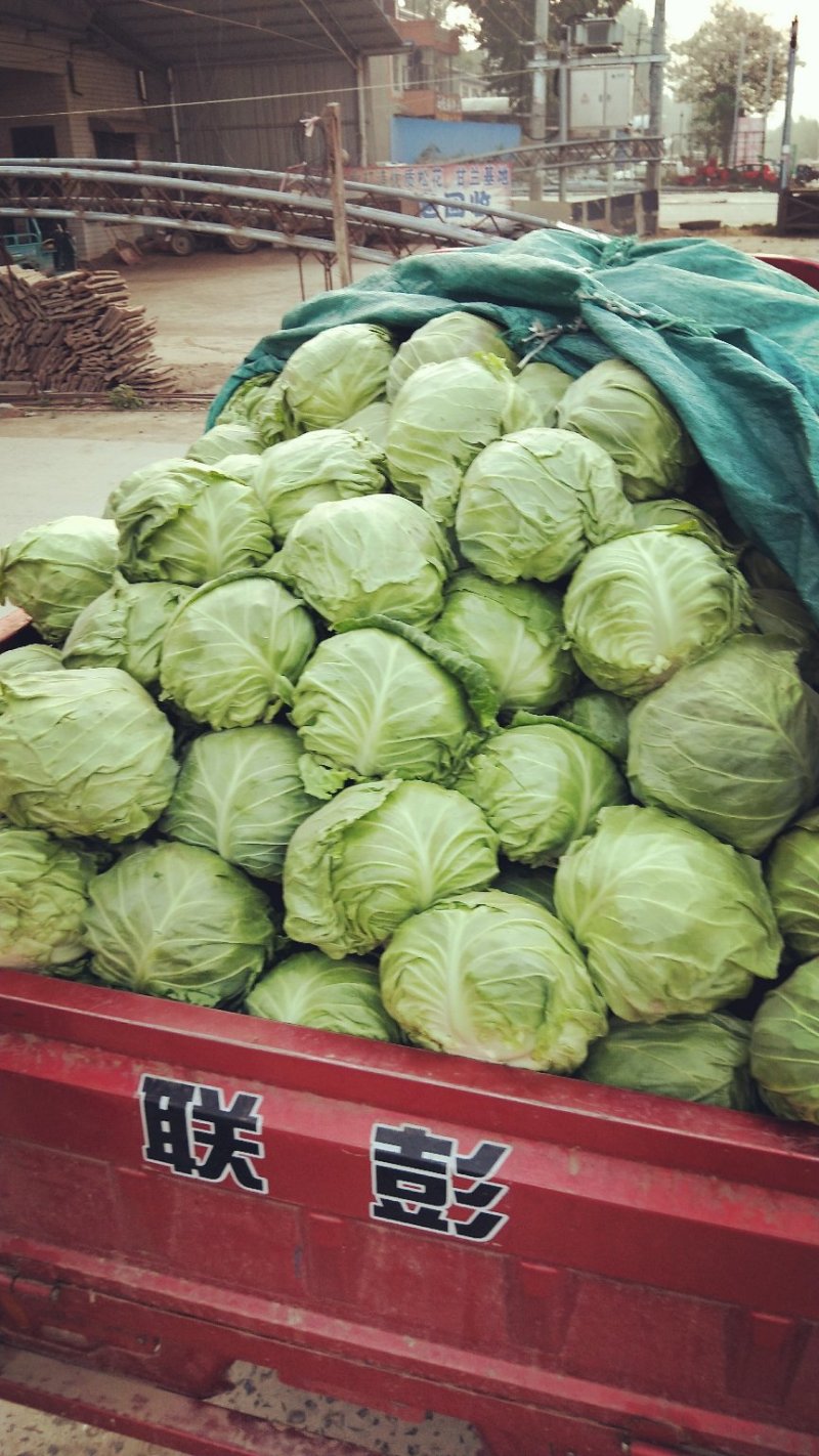 河南精品甘蓝开封甘蓝新货对接全国批发市场商超