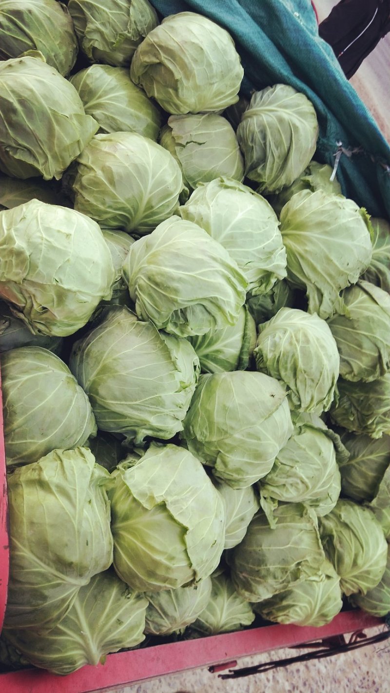 河南精品甘蓝开封甘蓝新货对接全国批发市场商超