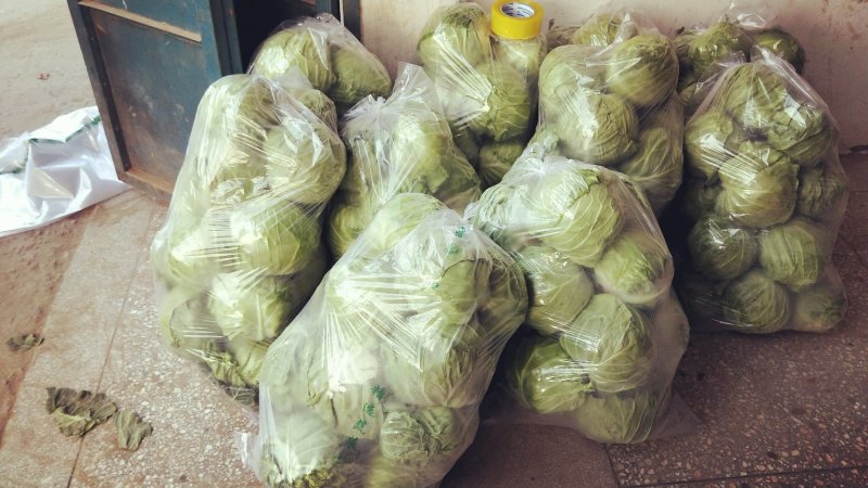 河南精品甘蓝开封甘蓝新货对接全国批发市场商超