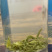 绿茶