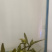 绿茶