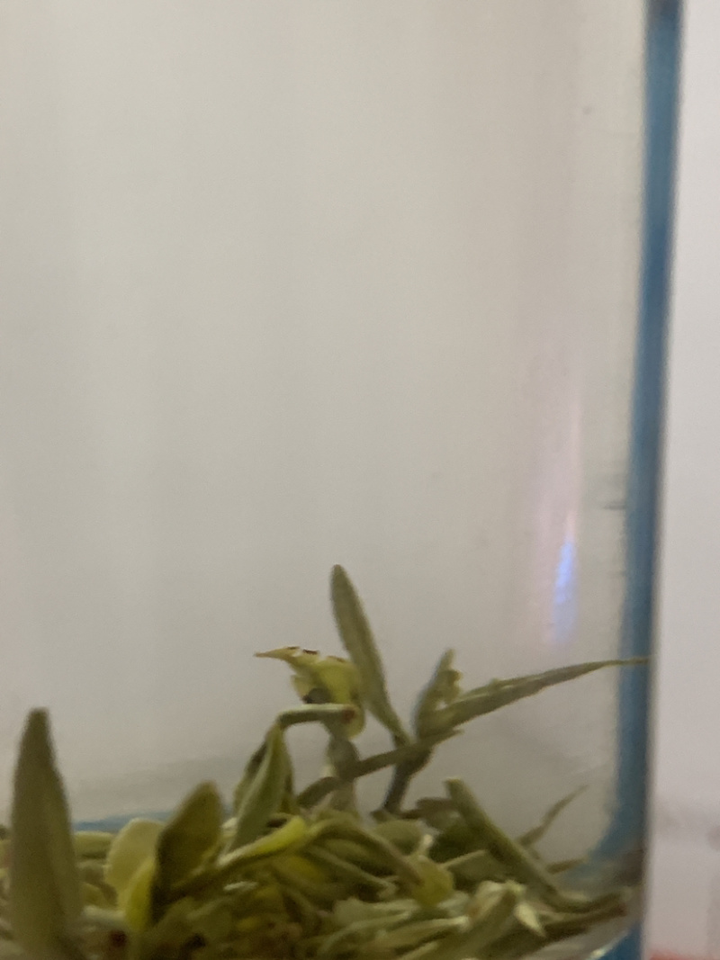 绿茶