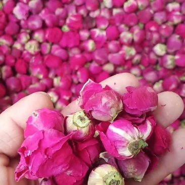 芍花瓣花苞