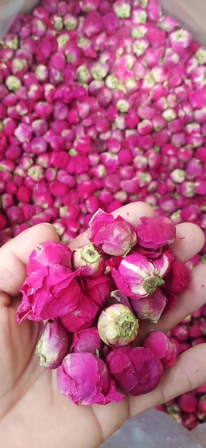 芍花瓣花苞