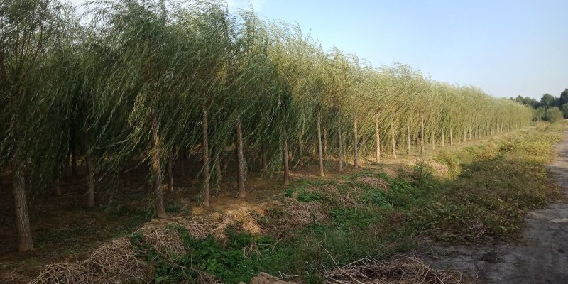 大规格柳树
