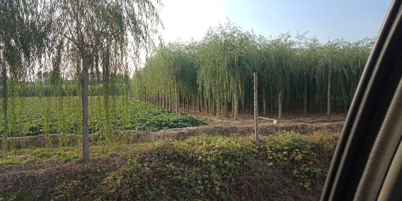 大规格柳树