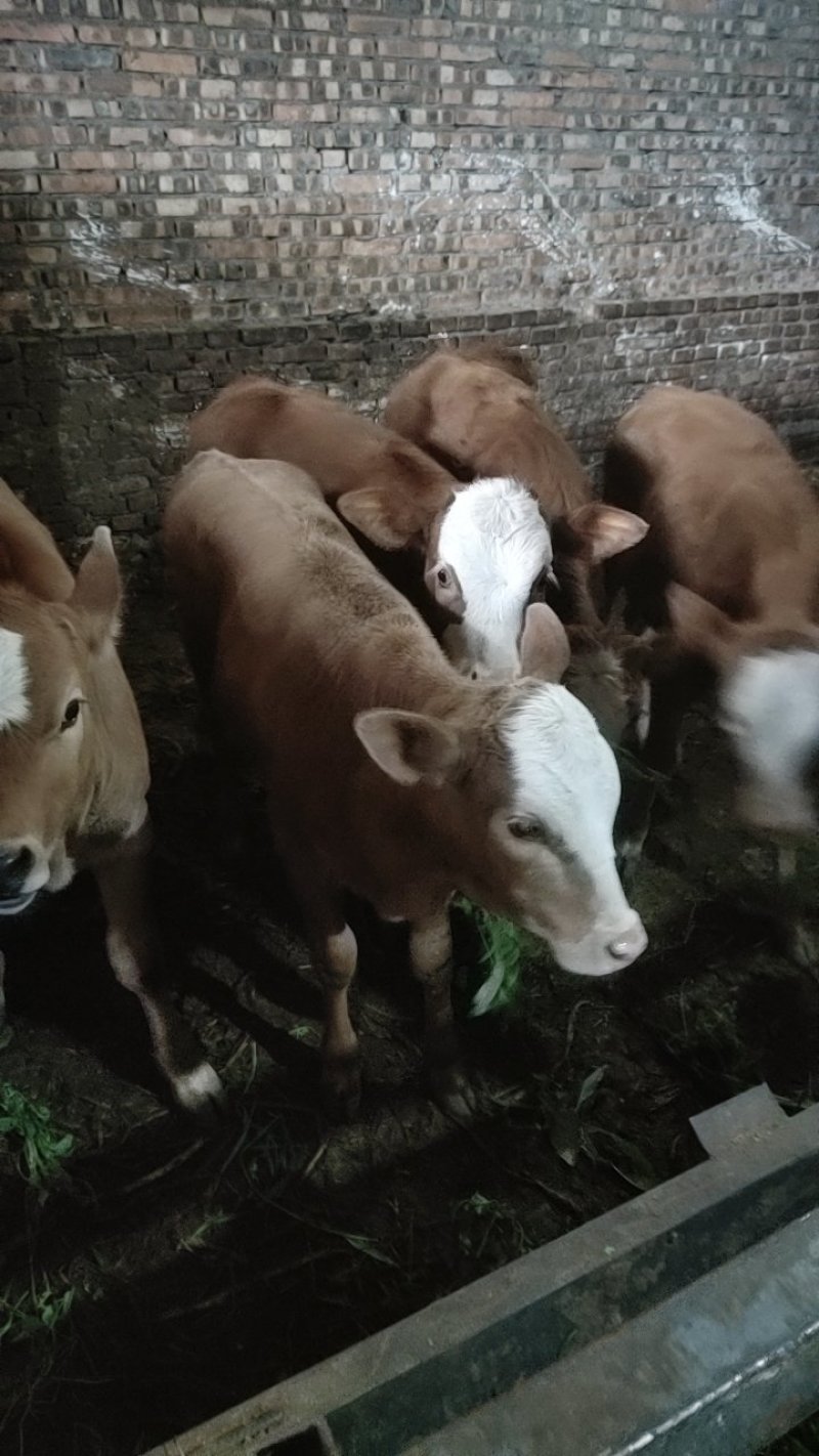 出售改良肉牛犊子，三千多一头。