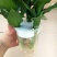 【水培观音竹】10件起批发价看上直接下单不要担心质量