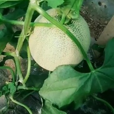 网纹香瓜