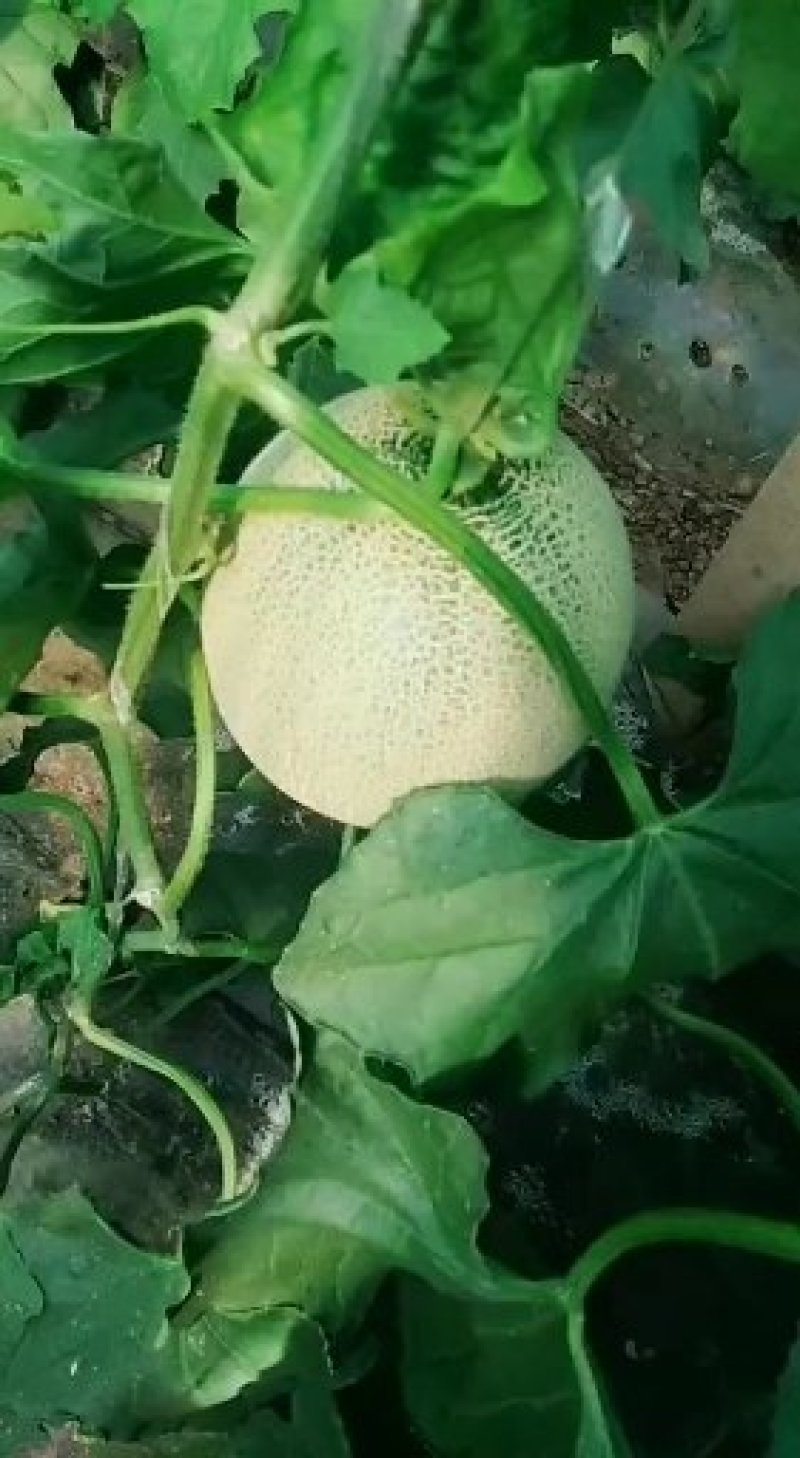 网纹香瓜