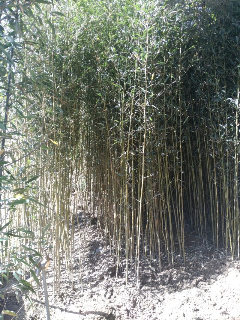 金镶玉，竹子，棕树，藤本月季