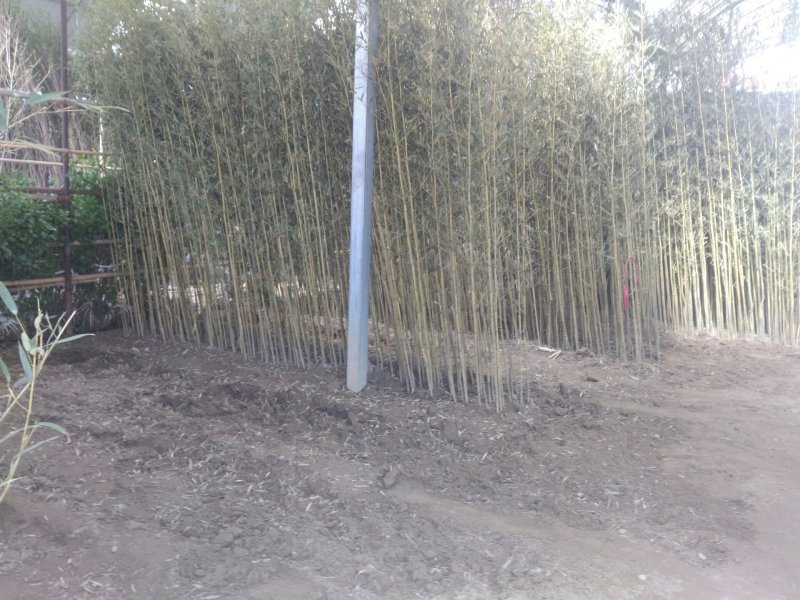 金镶玉，竹子，棕树，藤本月季