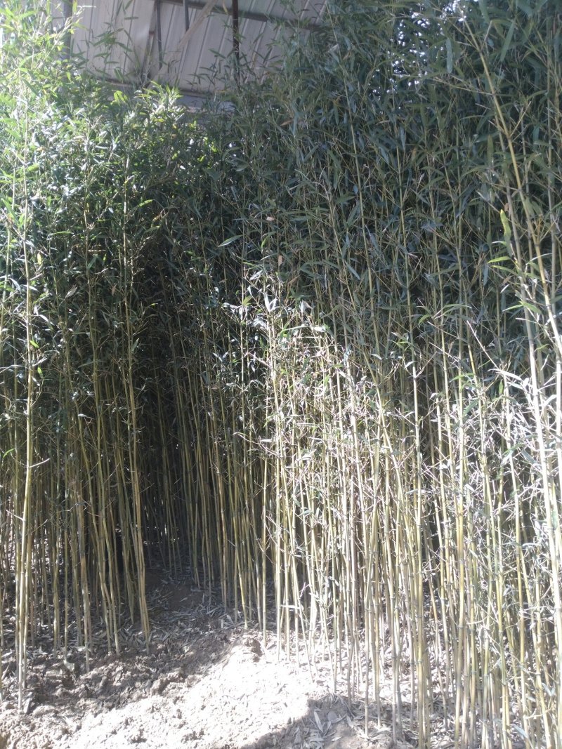 金镶玉，竹子，棕树，藤本月季