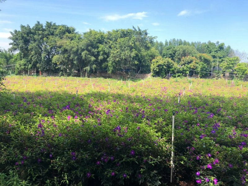 巴西野牡丹角茎野牡丹野牡丹场地直销大量供应