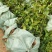 红花油大果油茶园林绿化工程用苗常绿植物