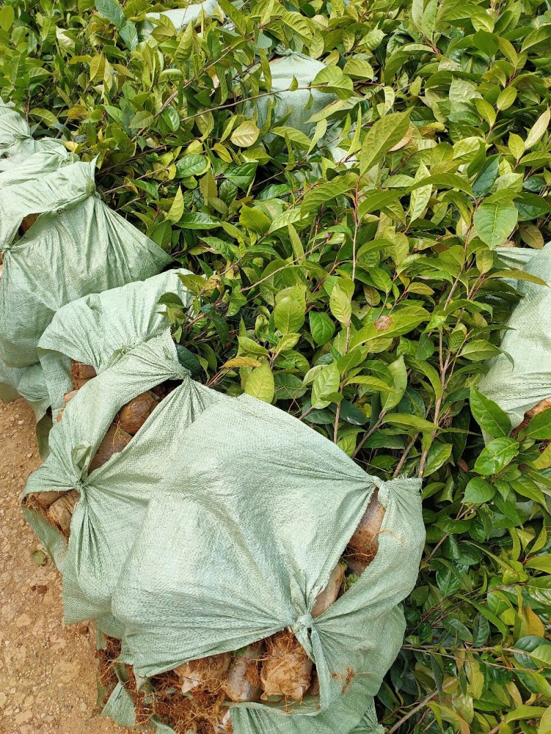 红花油大果油茶园林绿化工程用苗常绿植物