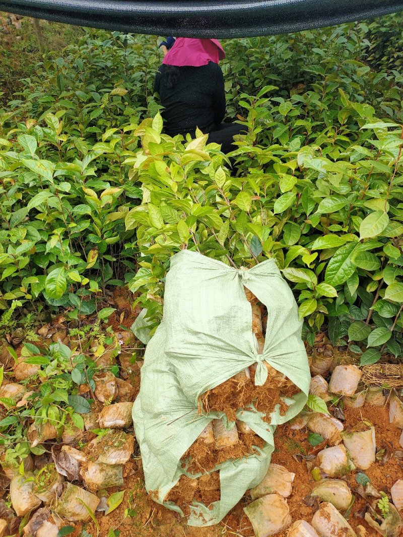 红花油大果油茶园林绿化工程用苗常绿植物