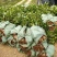 红花油大果油茶园林绿化工程用苗常绿植物