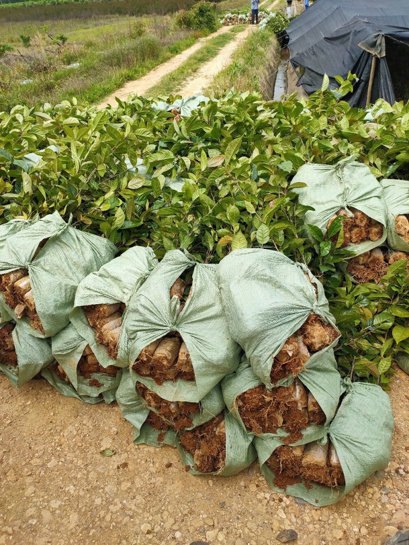 红花油大果油茶园林绿化工程用苗常绿植物