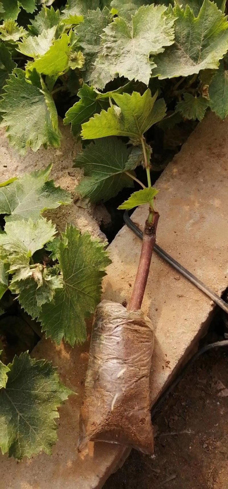 营养袋葡萄苗，保质保量，成活率高，量大