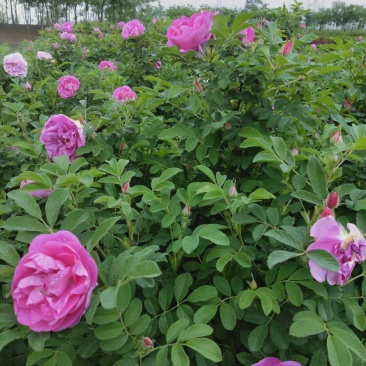 玫瑰花