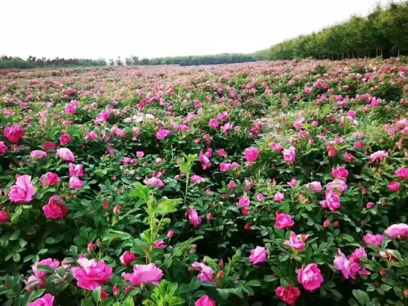 玫瑰花