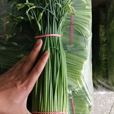 精品韮苔
