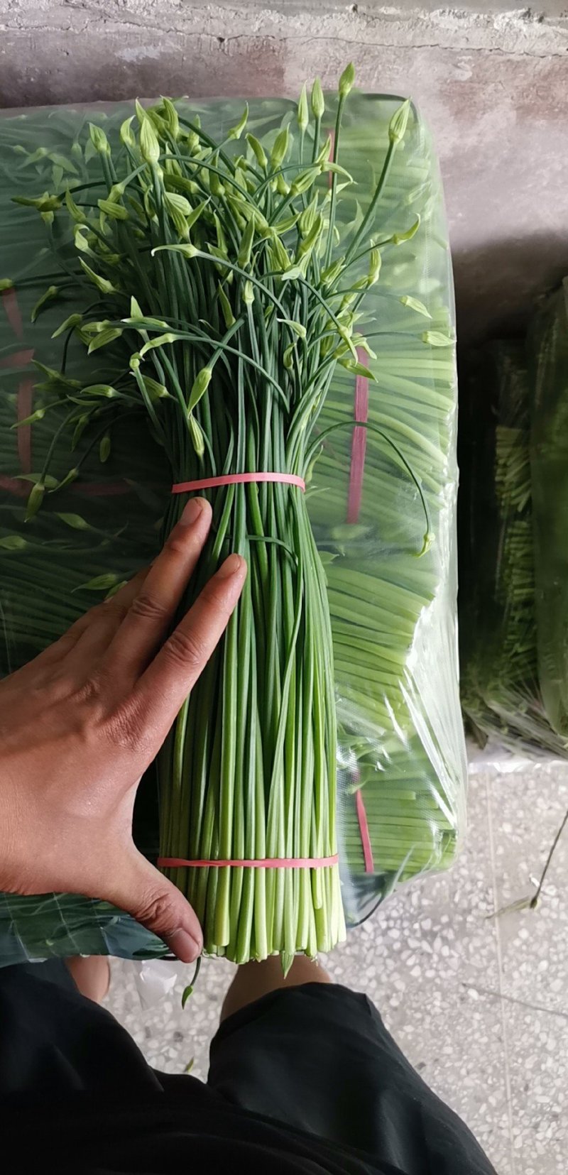 精品韮苔