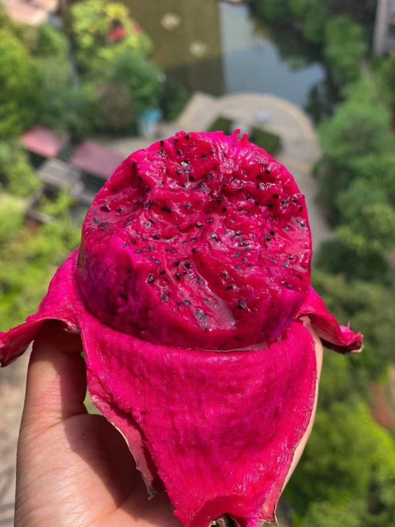 包邮靓苗【广西灵山红肉，红皮燕窝火龙果】嫁接苗/直销