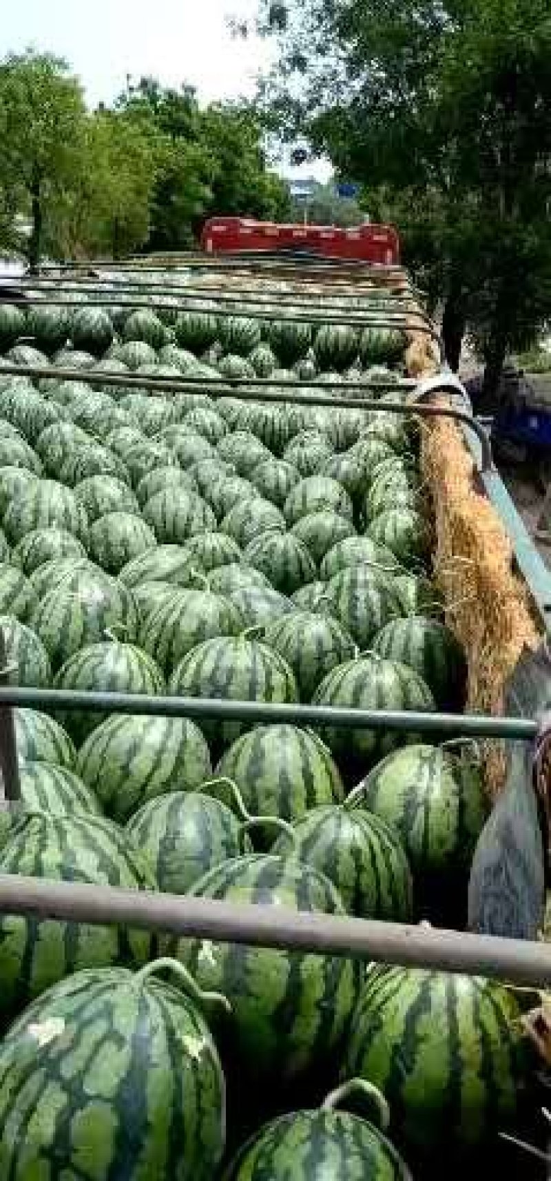 寿光祥佳蔬菜合作社，精品西瓜，专业对接商超等大型超市