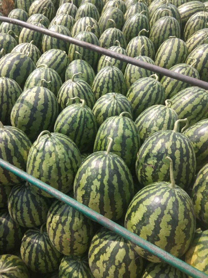 寿光祥佳蔬菜合作社，精品西瓜，专业对接商超等大型超市
