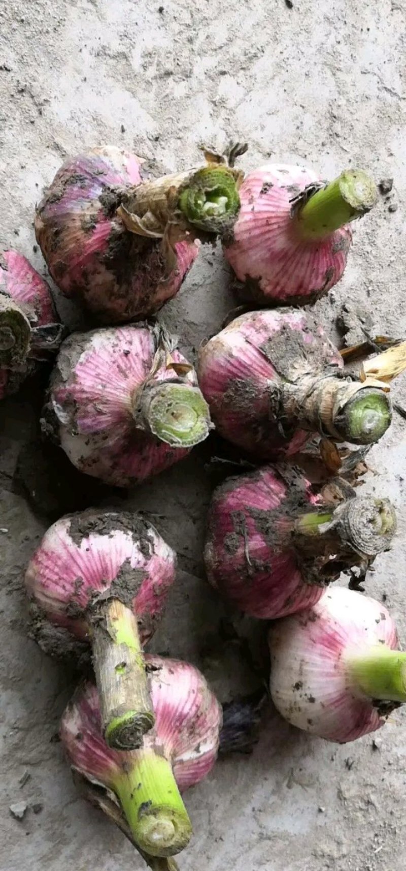 河南大蒜新鲜上市，质优价廉，基地直供！！！