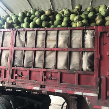 海南椰子原产地发货可以视频看货现场拿货