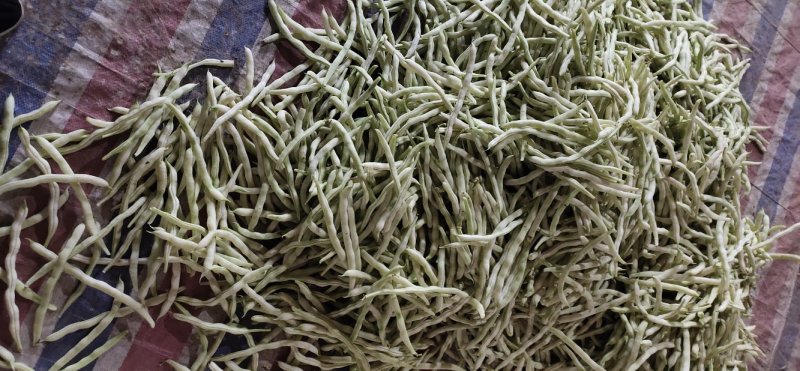 临沂市莒南九里白芸豆大量上市可视频看货欢迎咨询
