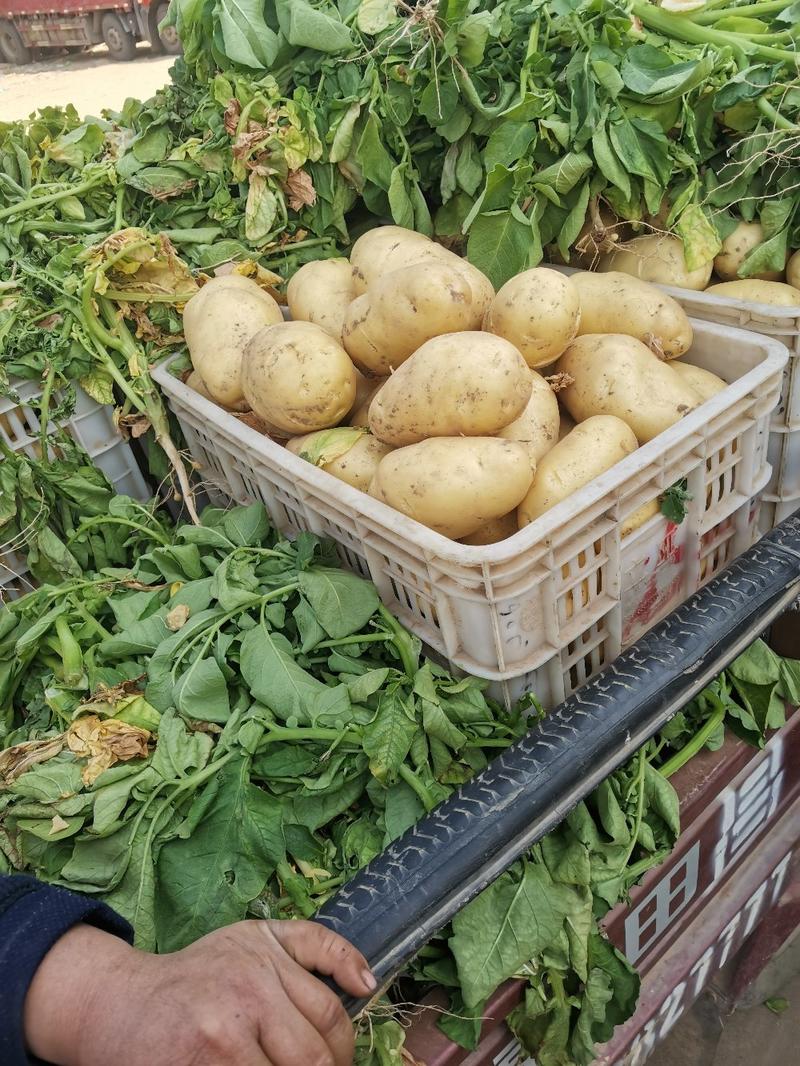 精选荷兰十五土豆黄皮黄心产地直发价格便宜供应商超