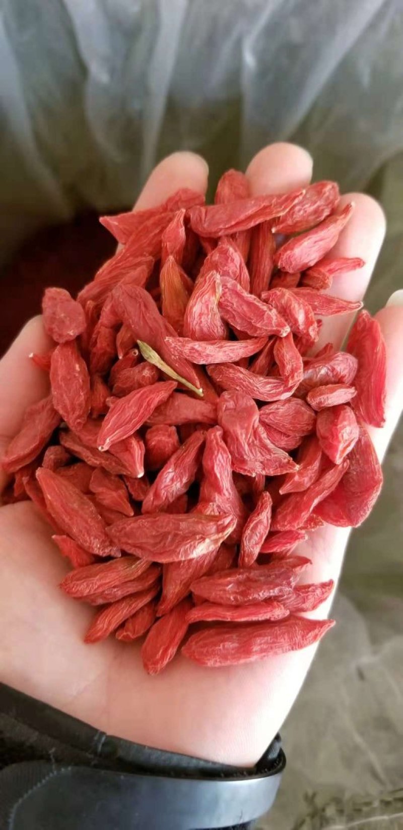 枸杞干果，鲜果，黑枸杞，红枸杞，有需要的可以联系我